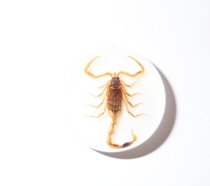 Escorpión Dorado, Espécimen Real, Cabujón de Plástico Redondo de 19x19 mm con Base Plana Blanca para Manualidades y Joyería - Product Image 4