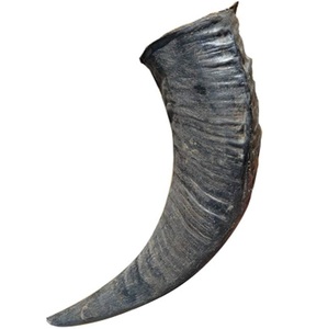 Corne entière brute de buffle d'eau indien naturel 10 cm – Matière première biologique européenne - Product Image 1