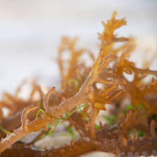 Dried Orange Coral-like Seaweed Natural Organic Premium Quality Indonesian <b>for</b> Herbal Use - Product Image 3