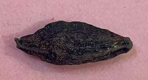Ingrediente Triphala: Terminalia Chebula Negra - Product Image 3