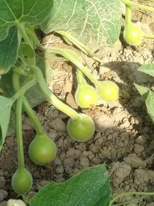 Semillas Híbridas de Calabaza Redonda F1, 99.99% de Pureza, 85% de Germinación, Origen Pakistán, Moon Star, Vida Útil de 2 Años - Product Image 2