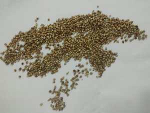 Reen Traders Mijo Verde No Modificado Genéticamente (Hara Bajra Pearl Millet) Grano Entero para Alimentación Animal y Consumo Humano, Larga Vida Útil - Product Image 6