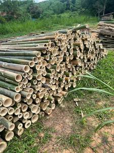 เสาไม้ไผ่เกรดพรีเมียม เหมาะสำหรับงานก่อสร้าง จัดสวน และงานฝีมือ - Product Image 6