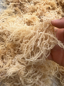 MOUSSE DE MER NATURELLE IRISH MOSS EUCHEUMA COTTONII, COLLECTÉE EN SAUVAGE AU VIETNAM - MEILLEURE QUALITÉ POUR L'EXPORTATION / Mme Lima - Product Image 1