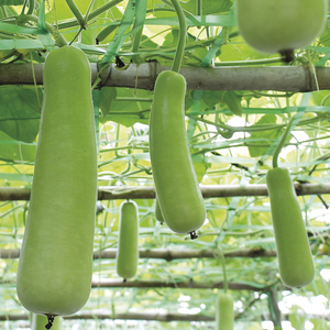 Courge biologique nouvelle récolte, courge longue verte pour les acheteurs en gros, les fournisseurs d'épicerie et les cuisines (vente en vrac) - Product Image 1