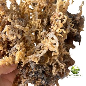 Musgo Marino Dorado Silvestre Premium, Musgo Irlandés Seco, Gracilaria Cottonii Cruda, Algas Marinas Orgánicas Secas al Sol a Granel para Superalimento - Product Image 3