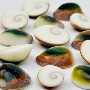 Coquilles de mer naturelles, opercules de Shiva, opercules bruts, coquilles œil-de-chat, prix le plus bas. - Product Image 2