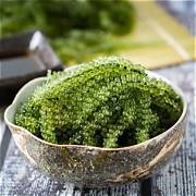 Vente en gros de raisins de mer frais et de caviar vert pour restaurants et importateurs - Product Image 6