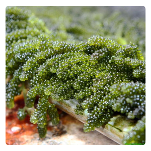 Offre Spéciale 2026 : Raisins de Mer Déshydratés du Vietnam – Caviar Vert Séché Premium pour l'Exportation - Product Image 2