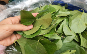 Feuilles de Yanang Congelées de Qualité Export, 100% Pures, Paquet de 1kg en Vrac pour Soupe Traditionnelle et Boissons Fraîches - Product Image 3