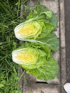Vegetales Frescos Japoneses de Primera Calidad: Rábanos, Repollo y Batata - Product Image 6