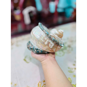 เปลือกหอยมาร์มาทาตัสสุดหรู: เปลือกหอยมุกสีรุ้ง |   เปลือกหอยสีเขียวขนาดใหญ่ลายแถบสำหรับตกแต่งบ้านริมชายหาด - Product Image 5