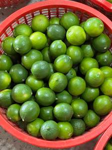 Citrons verts frais sans pépins, qualité export, culture courante du Vietnam - Mme Tarina (Vente en gros, durée de conservation 30-40 jours) - Product Image 4