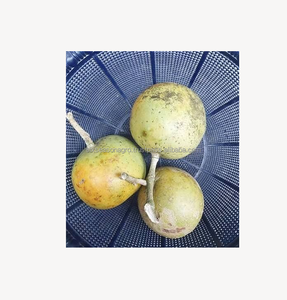 Fruits tropicaux frais du Bangladesh : Pomme de Bael, qualité export, approvisionnement en vrac, exportateur, fournisseur, agro - Product Image 3