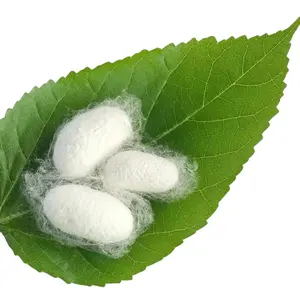 Pasokan terbaik potongan organik silkworm cocoon untuk membuat produk perawatan kulit perawatan wajah dibuat di Vietnam harga pabrik