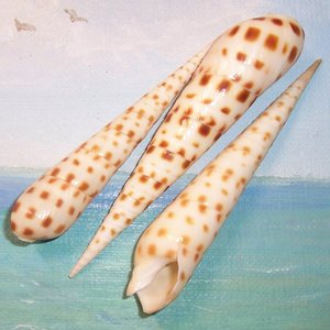 Coquillages de plage pour la décoration d'aquarium, coquillages naturels de mer, coquillages tachetés, prix bas - Product Image 1