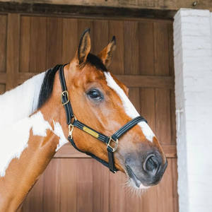 บังเหียนม้าคุณภาพสูง ทนทาน ออกแบบมาเพื่อการควบคุมที่แข็งแรง สวมใส่สบาย เหมาะสำหรับการฝึก การจัดการ และการใช้งานในคอกม้าในชีวิตประจำวัน - Product Image 5