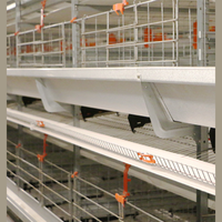 Cages à batterie automatiques de type H pour poules pondeuses, état neuf, avec système de convoyeur de collecte des œufs