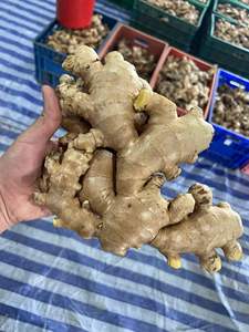 Fresh Ginger from Vietnam Premium Quality Strong Spice Reliable Global Supplier - Product Image 6