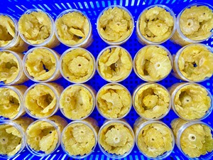 Soft Dried Pineapple <b>Sweet</b> Natural Dried Pineapple Slices No Sugar Added Tropical Fruit Snack Vietnam Factory Wholesale Bulk - Product Image 5