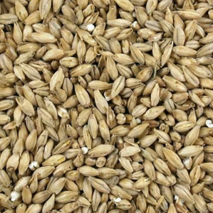 ORGE Grains entiers cultivés en Thaïlande, non-OGM, végétalien - Pour soupes, salades, pains, bières, etc. - Product Image 5