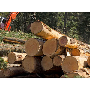 Bois de pin de qualité supérieure, séché au four, pour murs, en rondins, en planches ou en panneaux. - Product Image 4