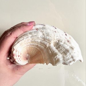 Conchas de almeja gigantes al por mayor a precio económico, conchas marinas naturales muy vendidas para decoración - Product Image 2