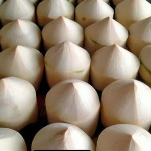 Coco joven premium de proveedor vietnamita y coco fresco con corte diamante - Product Image 1