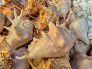 หอยเชิงค์ธรรมชาติแบบอาร์ตเดโค – หอยเชิงค์ศักดิ์สิทธิ์สำหรับพุจ บูชา เป่าลม และตกแต่งบ้านเชิงจิตวิญญาณ |   ข้อเสนอขายส่ง - Product Image 1