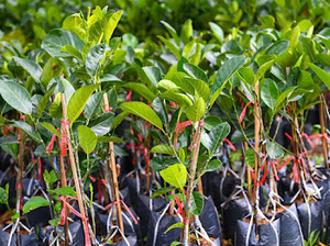 UKHI Sacs en blister biodégradables, compostables, écologiques, recyclables, anti-déversement, en bagasse et amidon de maïs, longueur standard - Product Image 5