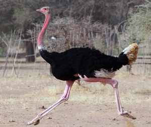North <b>African</b> Ostrich Breeding Birds for Wholesale Buyers and Farm Owners - Product Image 4
