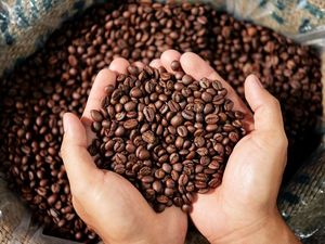CAFÉ EN GRANO ARÁBICA ORIGINAL DE PRIMERA CALIDAD, TOSTADO MEDIO, SUAVE - ESTÁNDAR INTERNACIONAL - 500 g/bolsa - OEM / ODM - Product Image 2