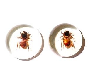 Cabujón de Plástico con Espécimen Real de Abeja, Redondo, 25x25 mm, Base Plana Transparente, para Manualidades y Joyería - Product Image 4