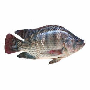 Well Trimmed Frozen Tilapia Fillet Clean Made in Thailand Frozen tilapia fish Hot selling farm live fresh Wholesale - Product Image 1