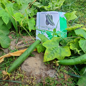 Graines hybrides de courge éponge verte naturelle de qualité supérieure pour une récolte précoce et une production maximale, favorisant une croissance robuste des plantes 100% garantie - Product Image 1