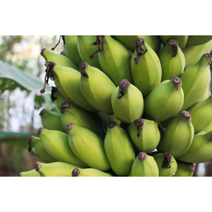 Plátanos Cavendish Verdes Orgánicos Cultivados Naturalmente, Plátanos Frescos para una Dieta Saludable, Cocina y Suministro Minorista - Product Image 1