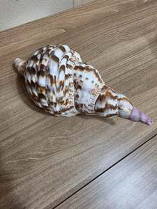 Coquilles de trompette de triton du Pacifique naturelles, nettoyées à la main, de haute qualité, en gros, pour la décoration de bars et spas – Fournisseur en gros - Product Image 4