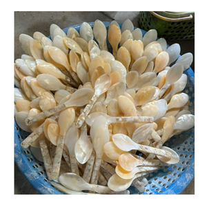 Cuchara de Nácar Natural sin Acabado, Cuchara de Concha Marina Hecha a Mano para Procesamiento en Fábrica - Product Image 1