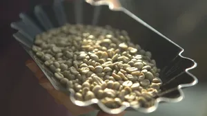 Mokka, Granos de Café Verde Vietnamita de Proceso Especial, Grado 1, Origen Trazable, Café Certificado - Product Image 4