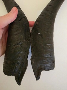 Paires de cornes de chèvre naturelles, finition rustique, écologiques, neuves, de haute qualité pour la décoration et l'artisanat - Product Image 1