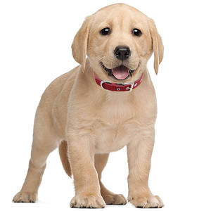 Collier pour chien en nylon tactique rembourré et réglable de 2 pouces, robuste, avec poignée et rivets imprimés – Offre Spéciale - Product Image 4