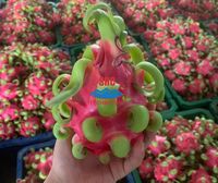 Hoge Kwaliteit Vietnamese Dragon Fruit Vers Geoogst Zoet Sappig Vlees Lange Houdbaarheid Perfect Voor Export En Retail