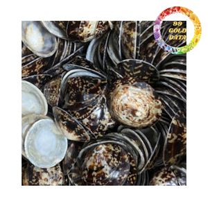 Limpet shell dried natural seashell for DIY art crafts decoration and marine style products - Product Image 4