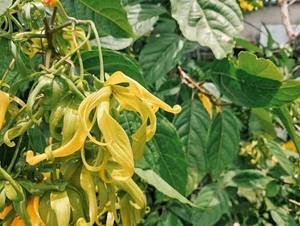 Aceite de Cananga Natural Premium de Indonesia - Extracto Floral Balsámico 100% Puro para Perfumería - Product Image 5