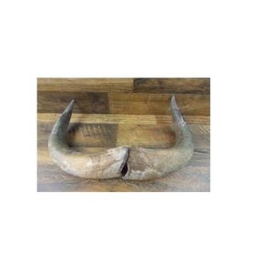 Par de Cuernos de Búfalo Pulidos para Decoración de Pared, Diseño Art Deco, Grandes de 10 a 18 Pulgadas, para Bodas, Cumpleaños, Aniversarios - Product Image 2