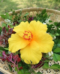 อุปกรณ์เสริมแฟชั่นขายดีตลอดกาลพิมพ์ลายชบาฮาวายโฟม EVA แฮนด์เมดพร้อมลายสักพิเศษ/ไม่เหมือนใคร - Product Image 4