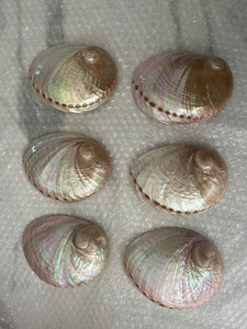 Conchas de Abulón Perladas Brillantes, Pulimentadas, Iridiscentes, Arcoíris, en Paquete a Granel para Decoración de Estudio de Lujo - Macy - Product Image 5