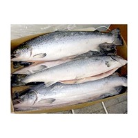 Saumon en gros, saumon congelé (produits de la mer)