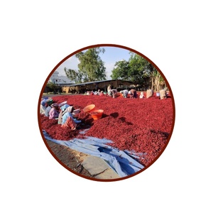 2024 Fresh Harvest Premium Teja S17 Piments rouges séchés biologiques extra épicés et crus transformés - Product Image 5