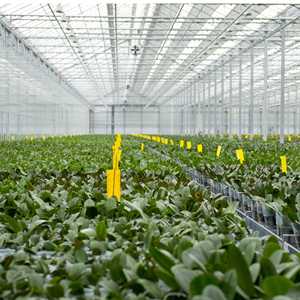 Spray foliaire bio pour une croissance des plantes sans stress - Product Image 4